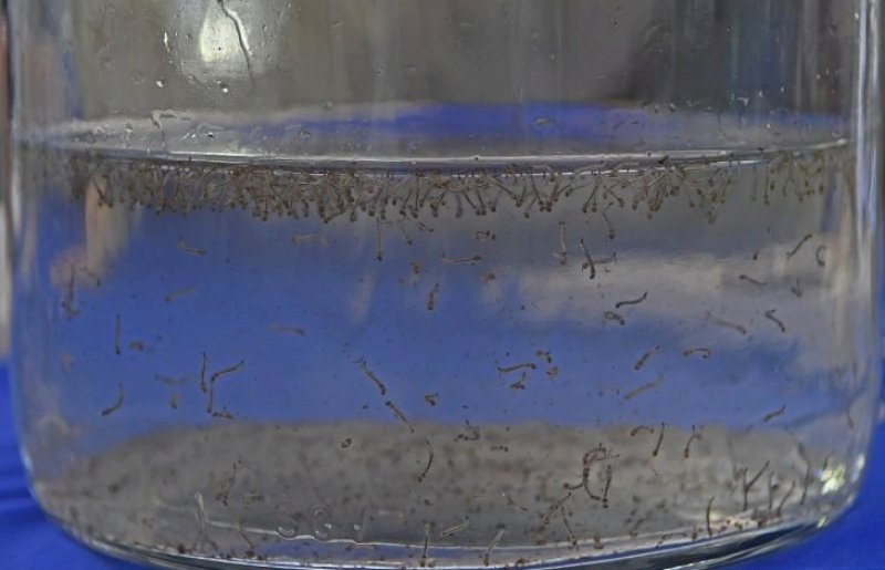 Boletim Epidemiológico: MS registra 8.319 casos confirmados de dengue