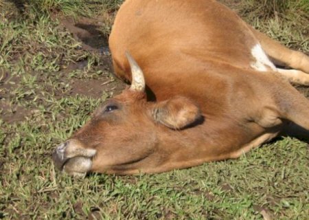 Focos de raiva em bovinos são confirmados em três cidades de MS