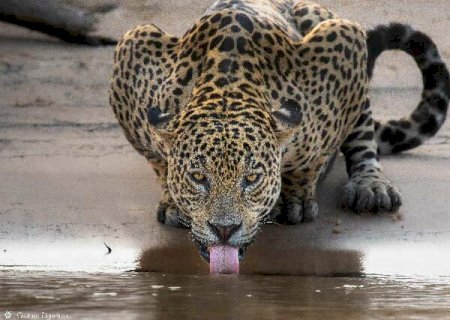 'Reality' de onça é o único jeito de ver o Pantanal para quem não tem grana