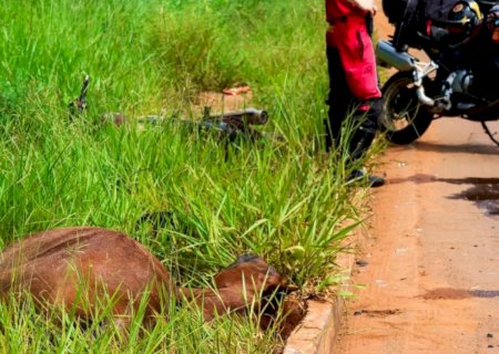 Cavalo solto em avenida morre atropelado por motociclista