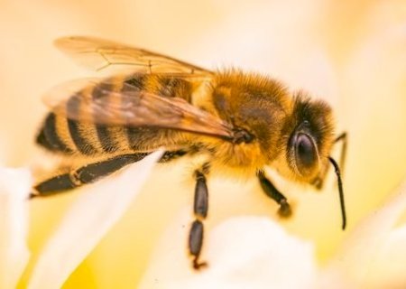 SES alerta para aumento de ataques de abelhas em MS e reforça medidas de prevenção