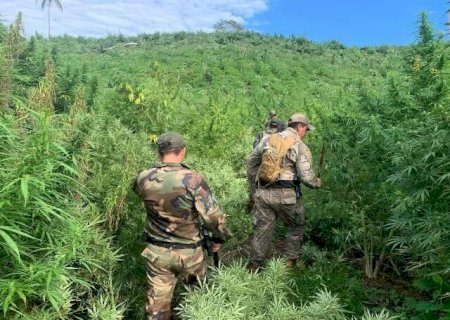 Em 7 dias, Paraguai e Brasil eliminam 656 toneladas de maconha na fronteira