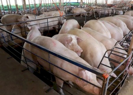 Com quase 300 granjas, suinocultura impulsiona economia de MS e vira referência nacional em tecnologia de produção