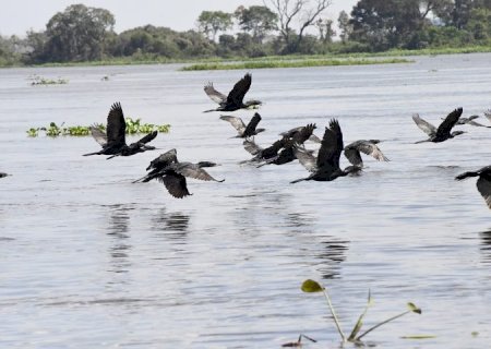 Com exemplo de MS na preservação do Pantanal, Governo Federal sanciona estatuto para o bioma