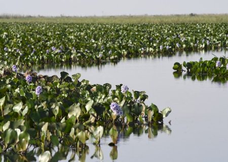 Mato Grosso do Sul na COP30: Estado apresenta ao mundo expertise única em carbono neutro e avanço econômico sustentável